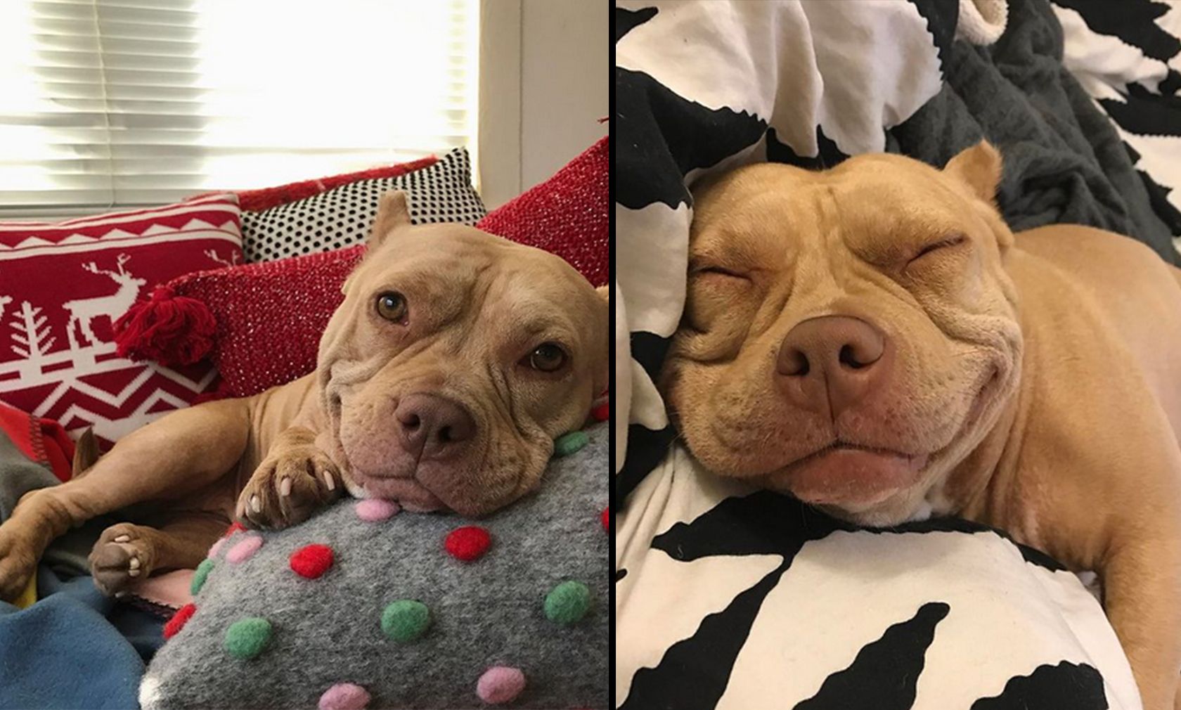 "Lady Shortcake" hatte ein schweres Leben, doch nichts lässt ihr Lächeln verschwinden. 