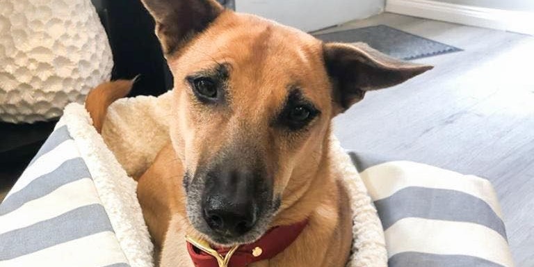 Hündin Maia ist nach einer Nacht in der Tierklinik wieder wohlauf. 