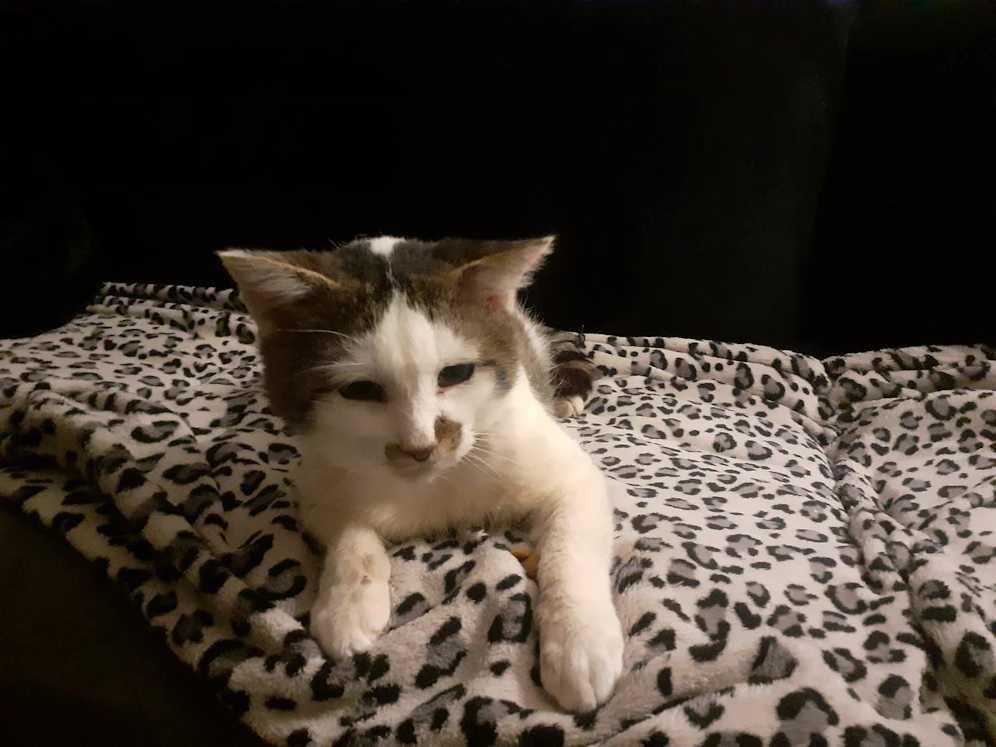 Anfang September wurde Kater 