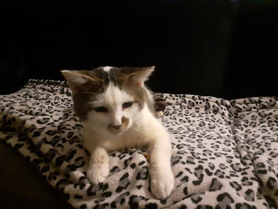 Anfang September wurde Kater "Hero" mit mehreren Schnittwunden am Hals in Burgkirchen (OÖ) gefunden.