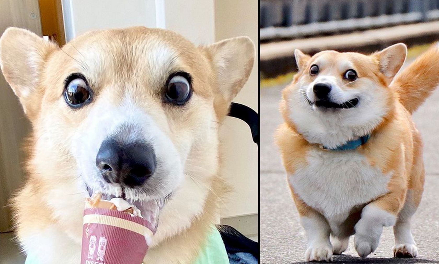 Der Welsh-Corgi "Gensaku" aus Japan fasziniert mit seinen lustigen Gesichtsentgleisungen. 