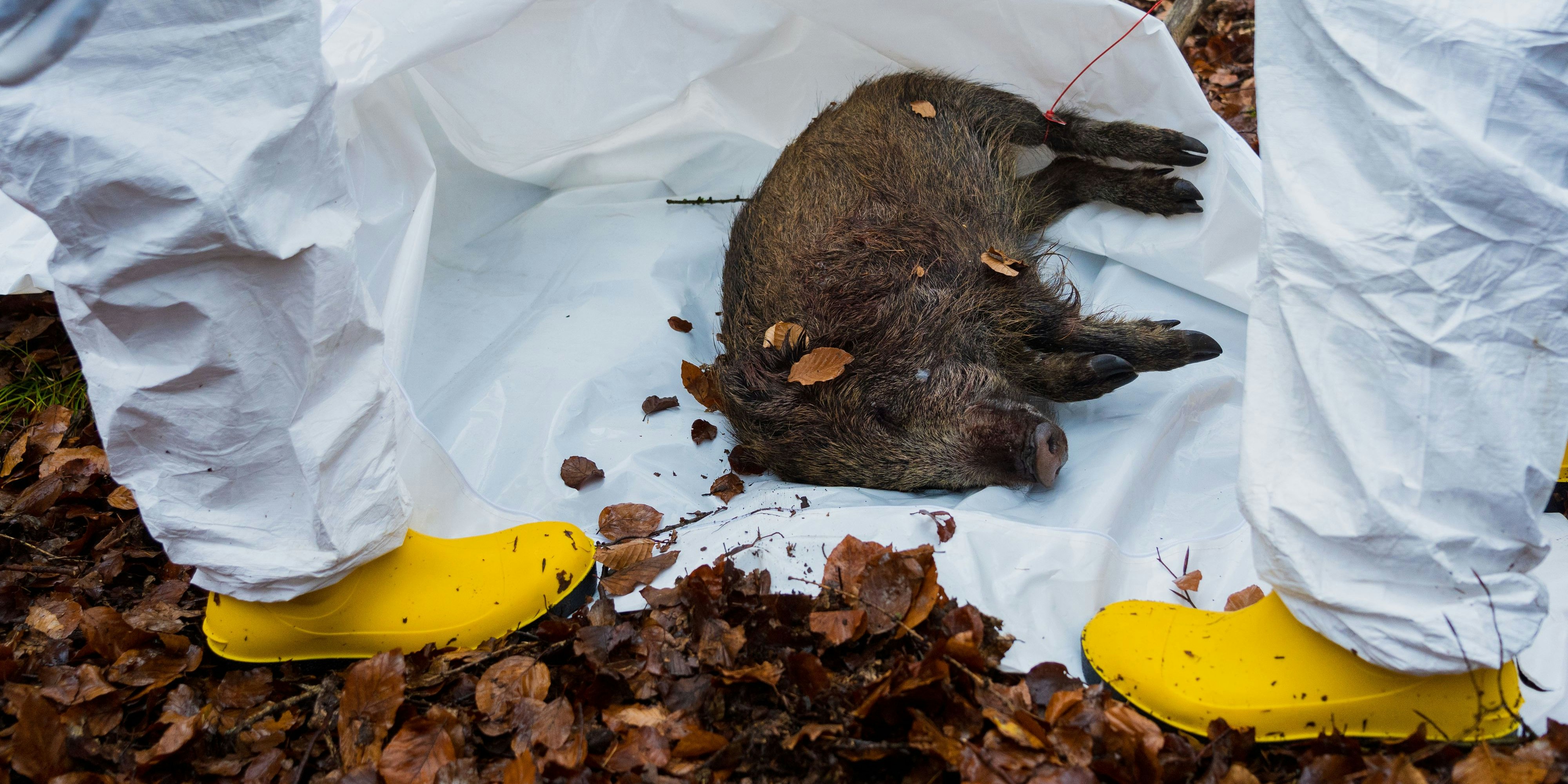Afrikanische Schweinepest in Bayern: Mitarbeiter der Straßenmeisterei in Schutzanzügen trainieren die Entsorgung eines toten Wildschweins