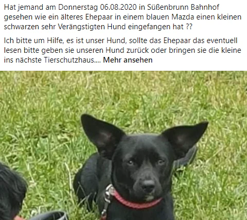 Dieser Hund wird seit August vermisst.