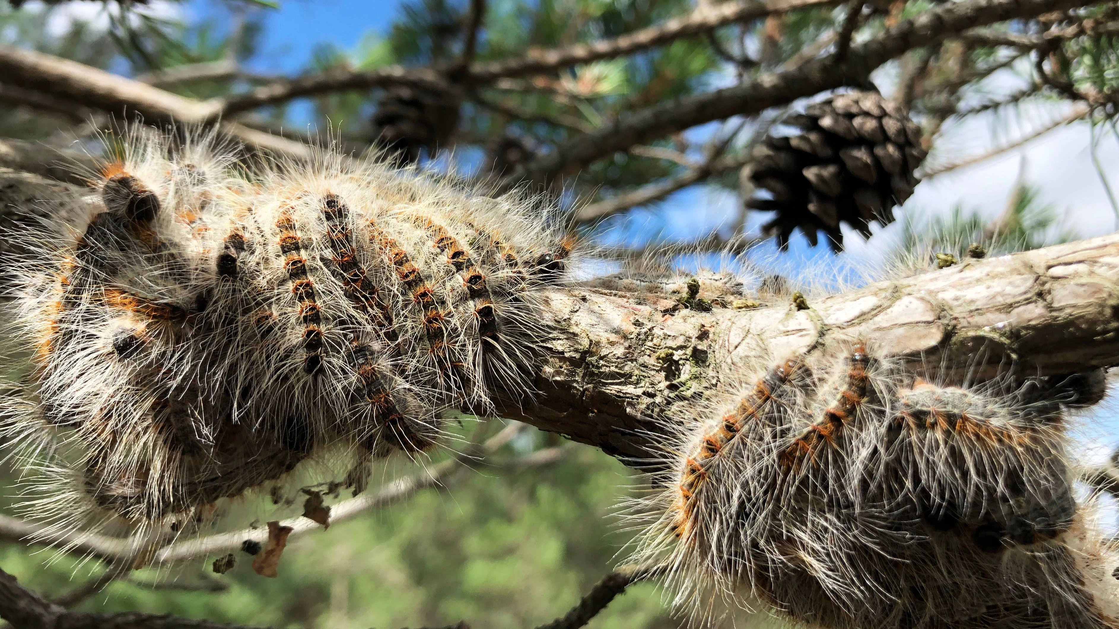 Die Nester werden meist geflämmt oder abgesaugt.