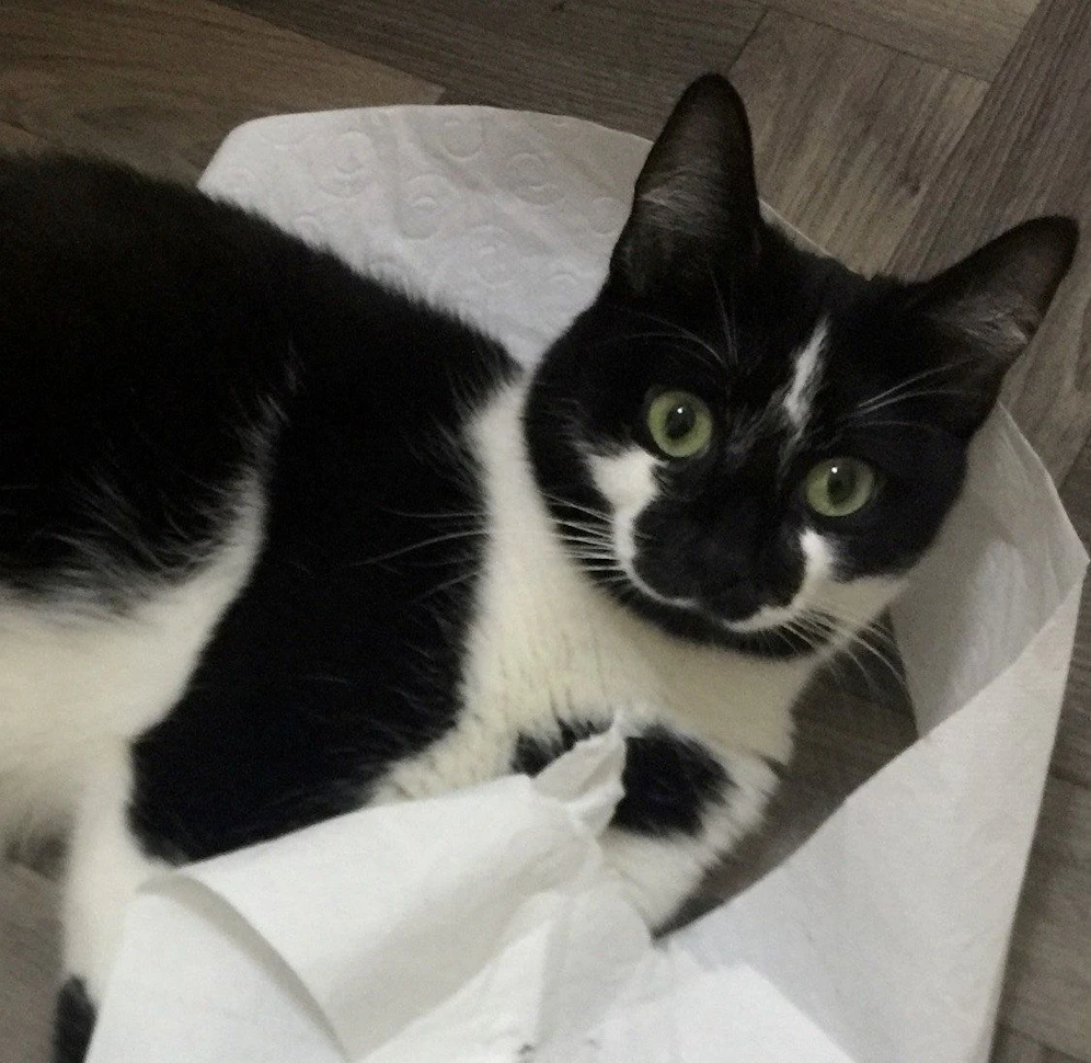 Ein Unbekannter hat laut den Tierärzten auf die Katze 