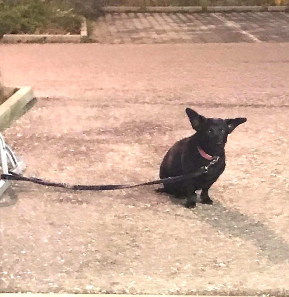Die kleine Hundedame saß verängstigt und zitternd vor einem Supermarkt.