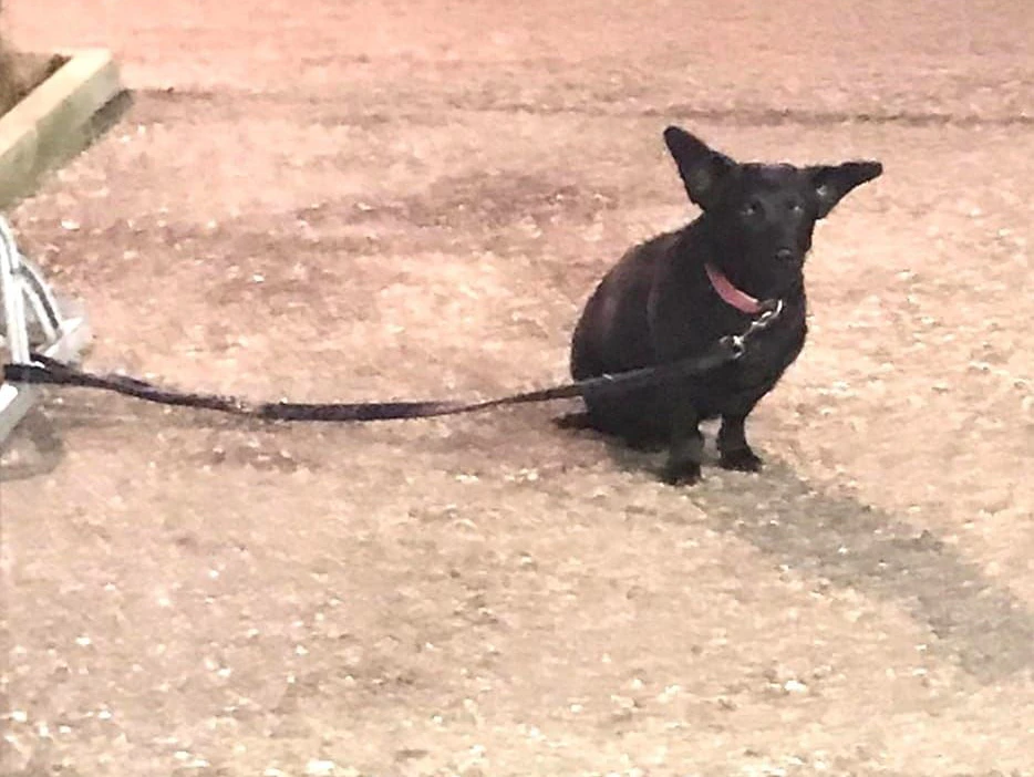 Die kleine Hundedame saß verängstigt und zitternd vor einem Supermarkt.