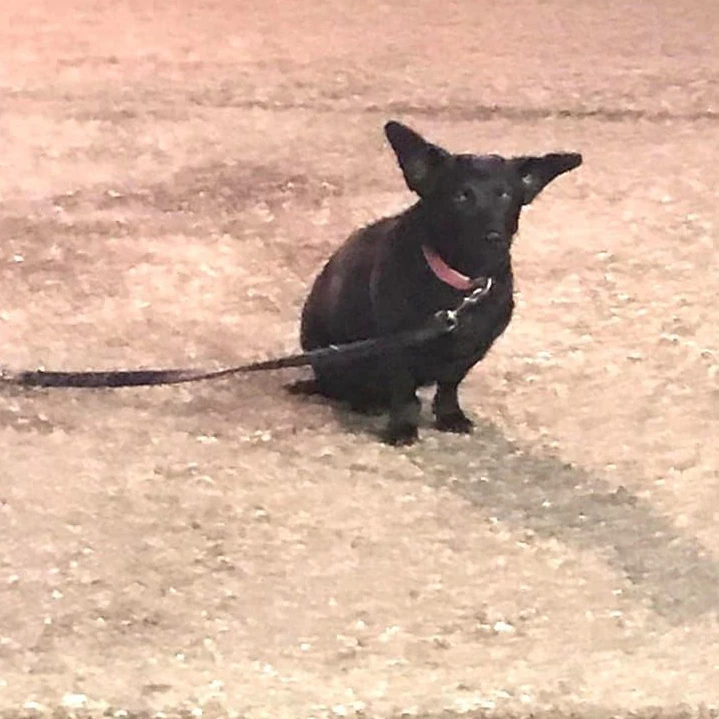 Die kleine Hundedame saß verängstigt und zitternd vor einem Geschäft.
