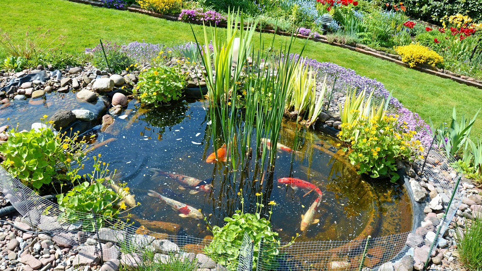 Heute.at - Tausende Euro wert! 15 kostbare Koi-Karpfen gestohlen