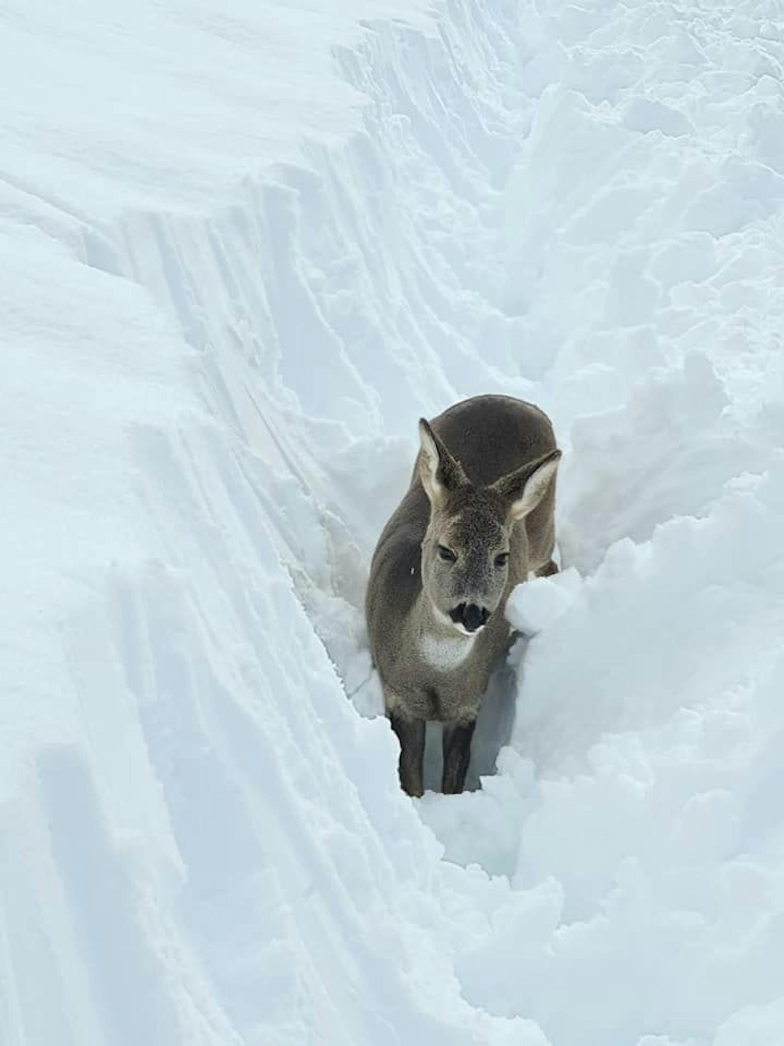 Die extreme Neuschnee-Menge macht den Wildtieren zu schaffen. Aufgenommen von Jäger Markus Wibmer aus Kals am Großglockner