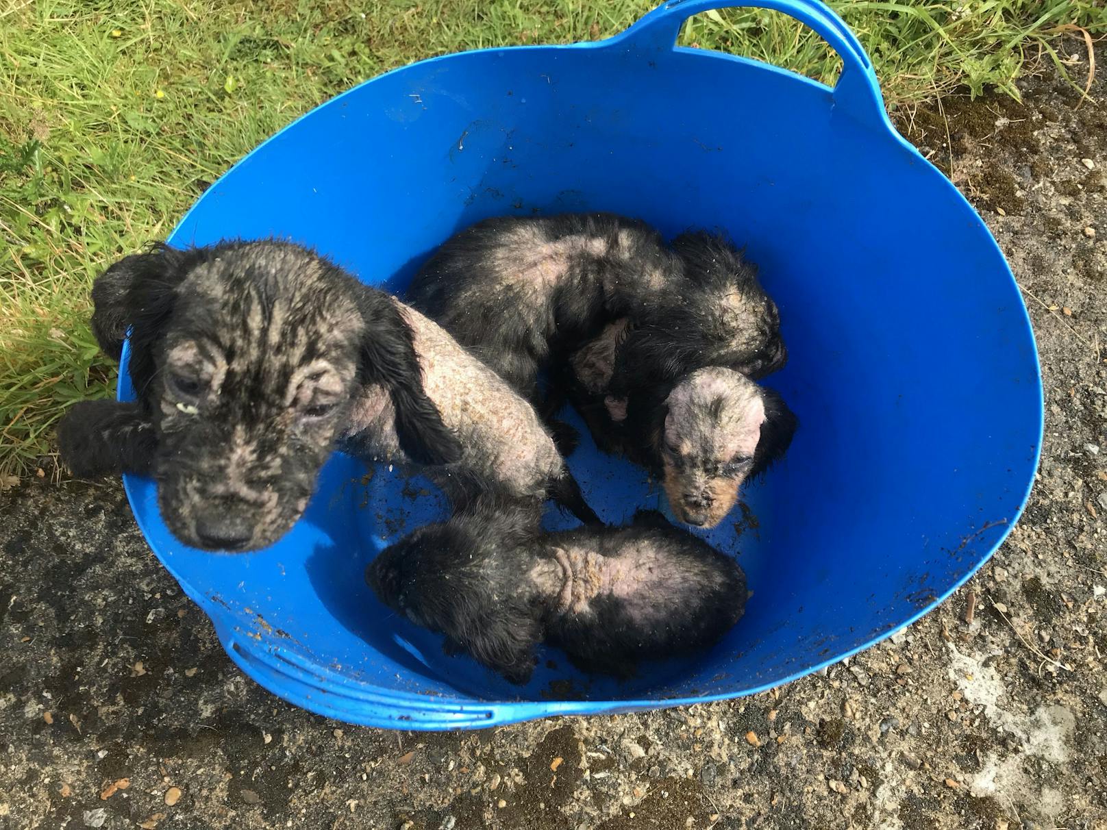 Gemeinsam mit seinen drei Geschwistern wurde der gerade einmal&nbsp;sechs Wochen alten Hundwelpe im Juli 2019 &nbsp;im Vorgarten eines Hauses in Redhill, Surrey, gefunden.
