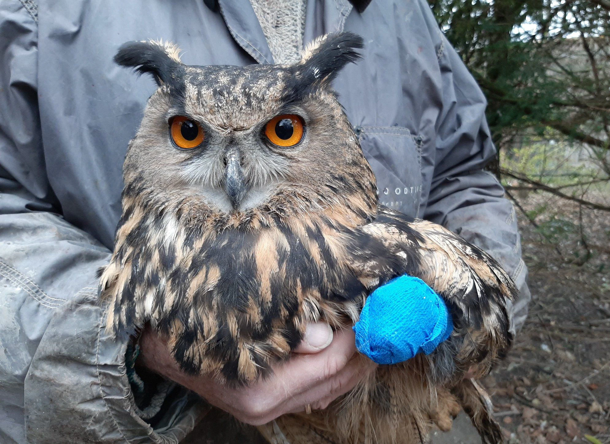 Der kleine Uhu kam schwer verletzt in die Eulen- und Greifvogelstation.