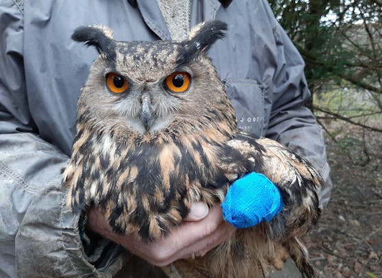 Der kleine Uhu kam schwer verletzt in die Eulen- und Greifvogelstation.