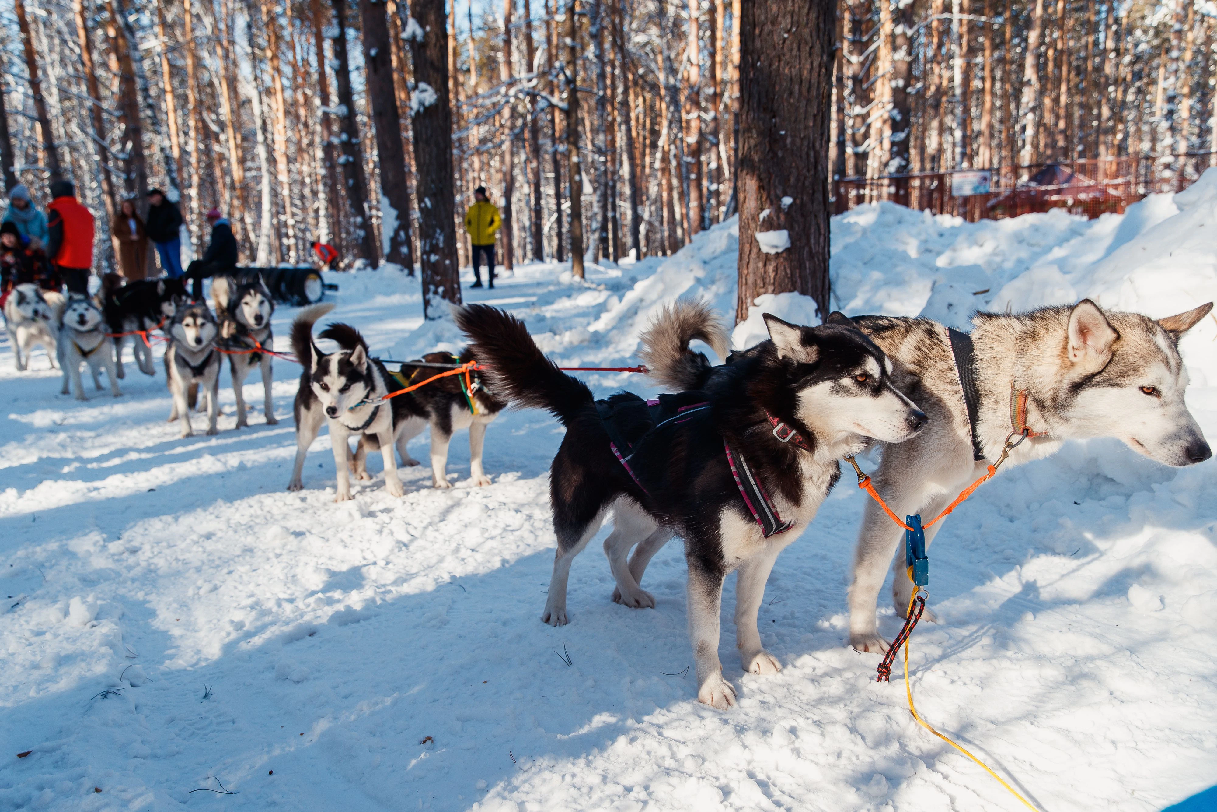 Download von www.picturedesk.com am 11.12.2020 (14:47).  KEMEROVO REGION, RUSSIA - FEBRUARY 24, 2020: Dogs, participants in the Best Friend sports program for children with disabilities. The program was launched in 2017; now over 20 sled dogs are involved in the program. Danil Aikin/TASS - 20200224_PD17218 - Rechteinfo: Rights Managed (RM)