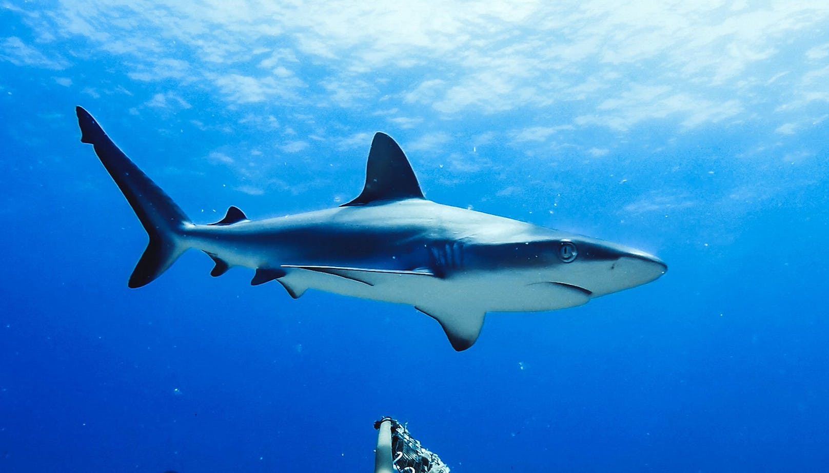 Bei einer Hai-Attacke kam eine 39-Jährige ums Leben. (Symbolbild)