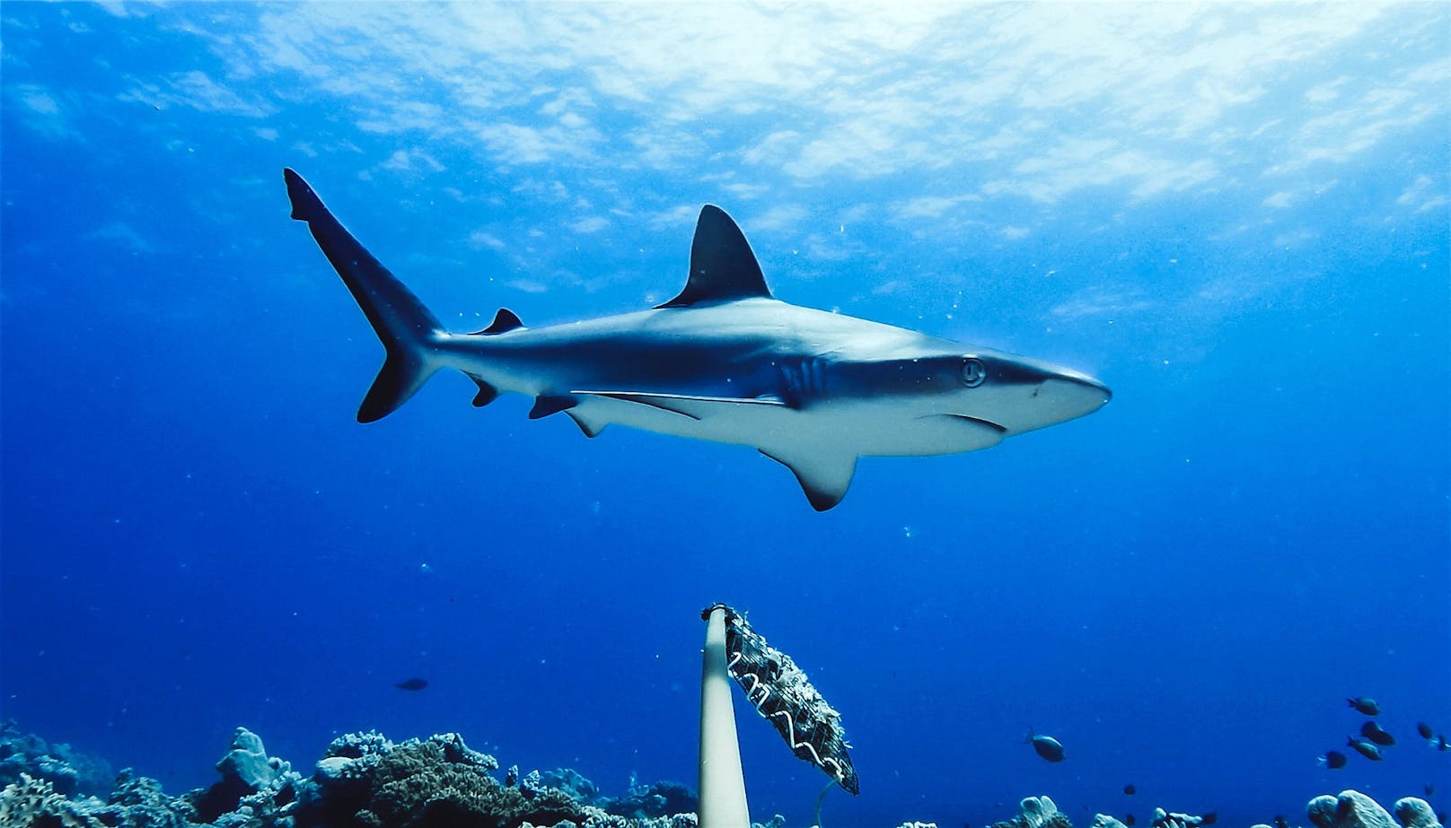 Tödliche Hai-Attacke! Frau auf Antillen verblutet