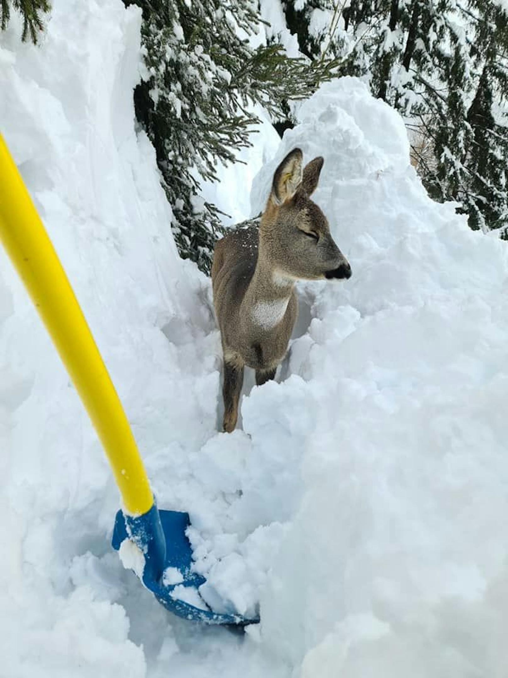 Die extreme Neuschnee-Menge macht den Wildtieren zu schaffen. Aufgenommen von Jäger Markus Wibmer aus Kals am Großglockner