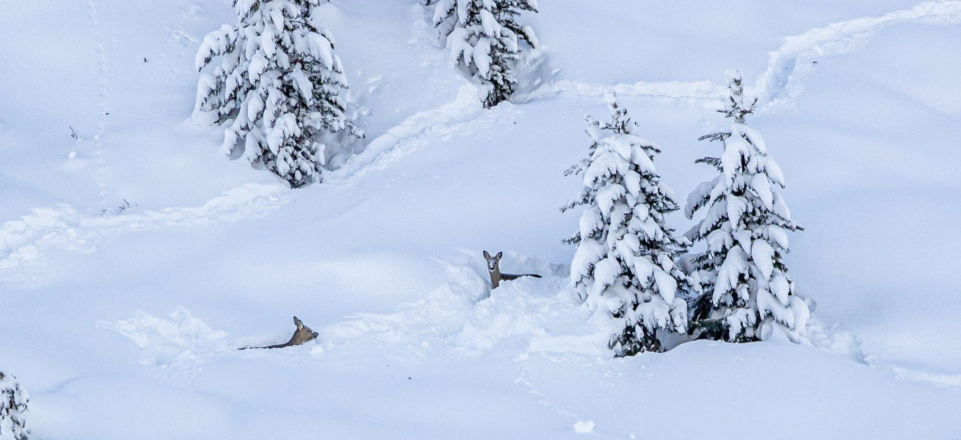 Die Rehkitze steckten im Schnee fest.
