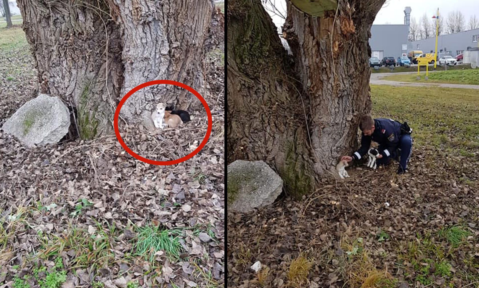 Vier kleine Welpen wurden herzlos im Leobersdorfer ARED-Park einfach ausgesetzt. 