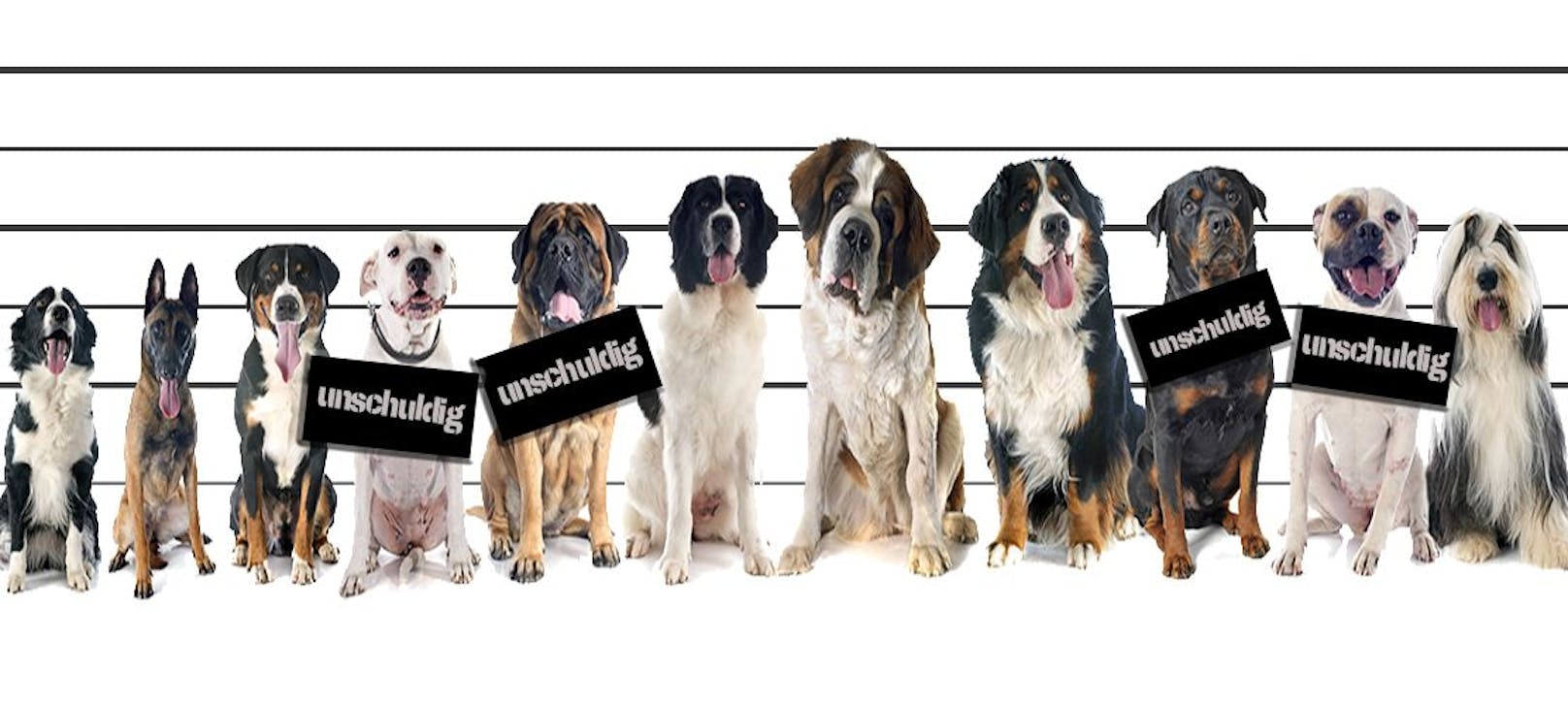 Der Begutachtungsentwurf der OÖ Hundehaltegesetz-Novelle 2021 lässt viele Hundehalter verzweifeln. 