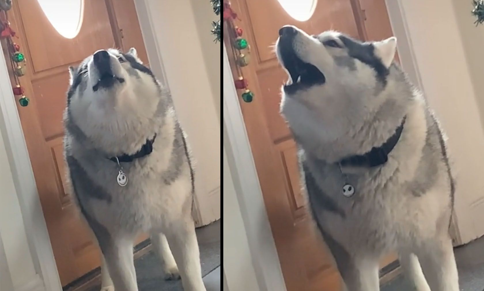 "Bist du fertig?", fragt das Frauchen am Ende des lustigen Videos ihren frustrierten Husky, der doch einfach nur möchte, dass man ihm die Tür öffnet. 