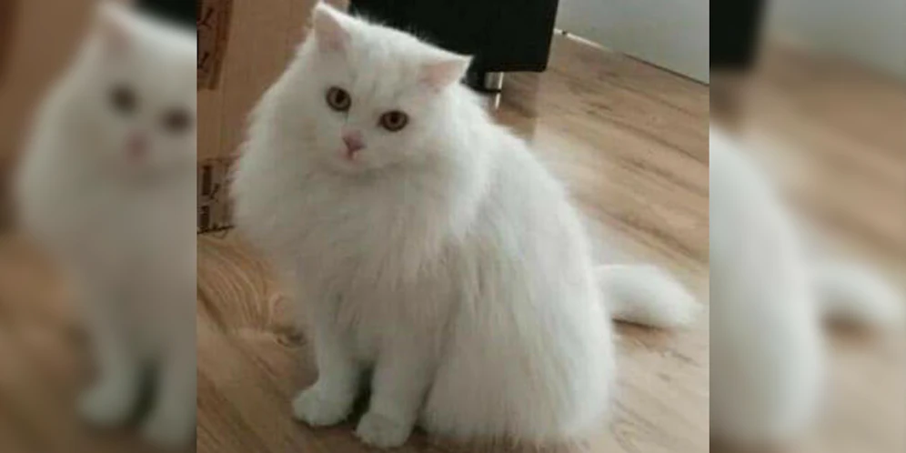 Kater Coco ist seit Mittwoch abgängig.