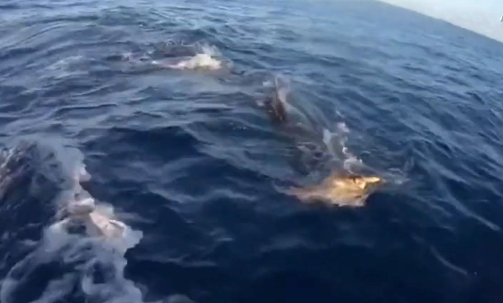 Die Meeresschildkröte versucht alles, um dem Tigerhai zu entkommen. 