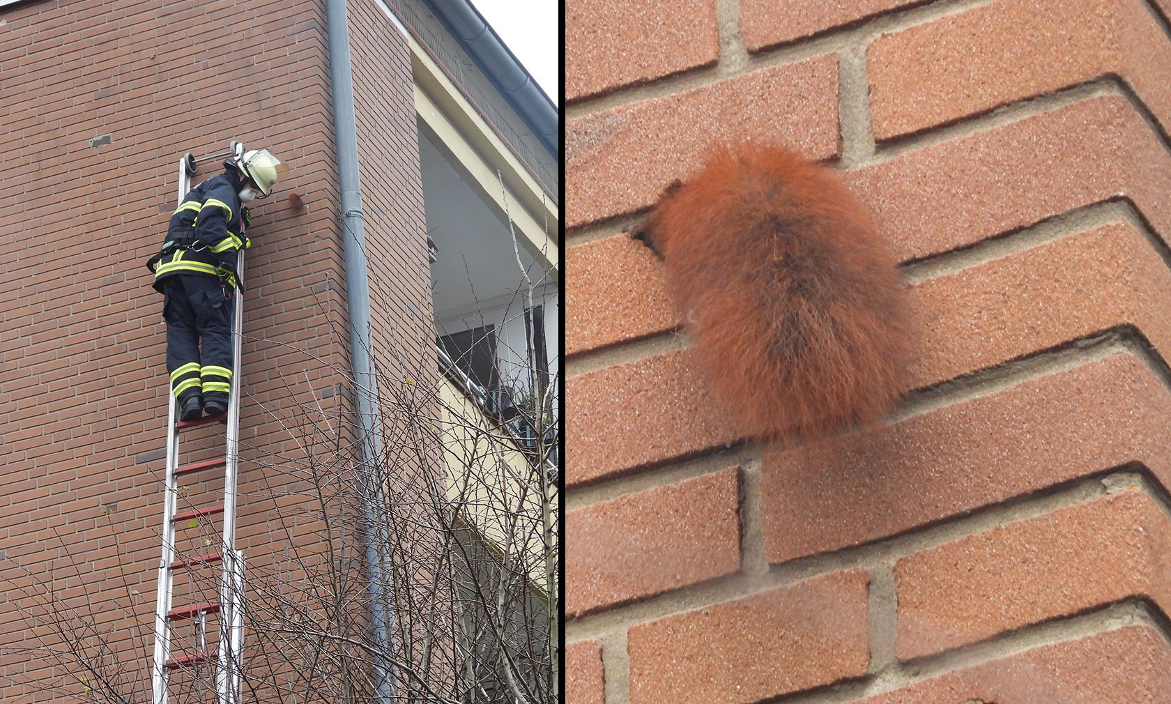 Der kleine Puschel hatte sich einen interessanten Platz für seinen Vorratsraum ausgesucht. 