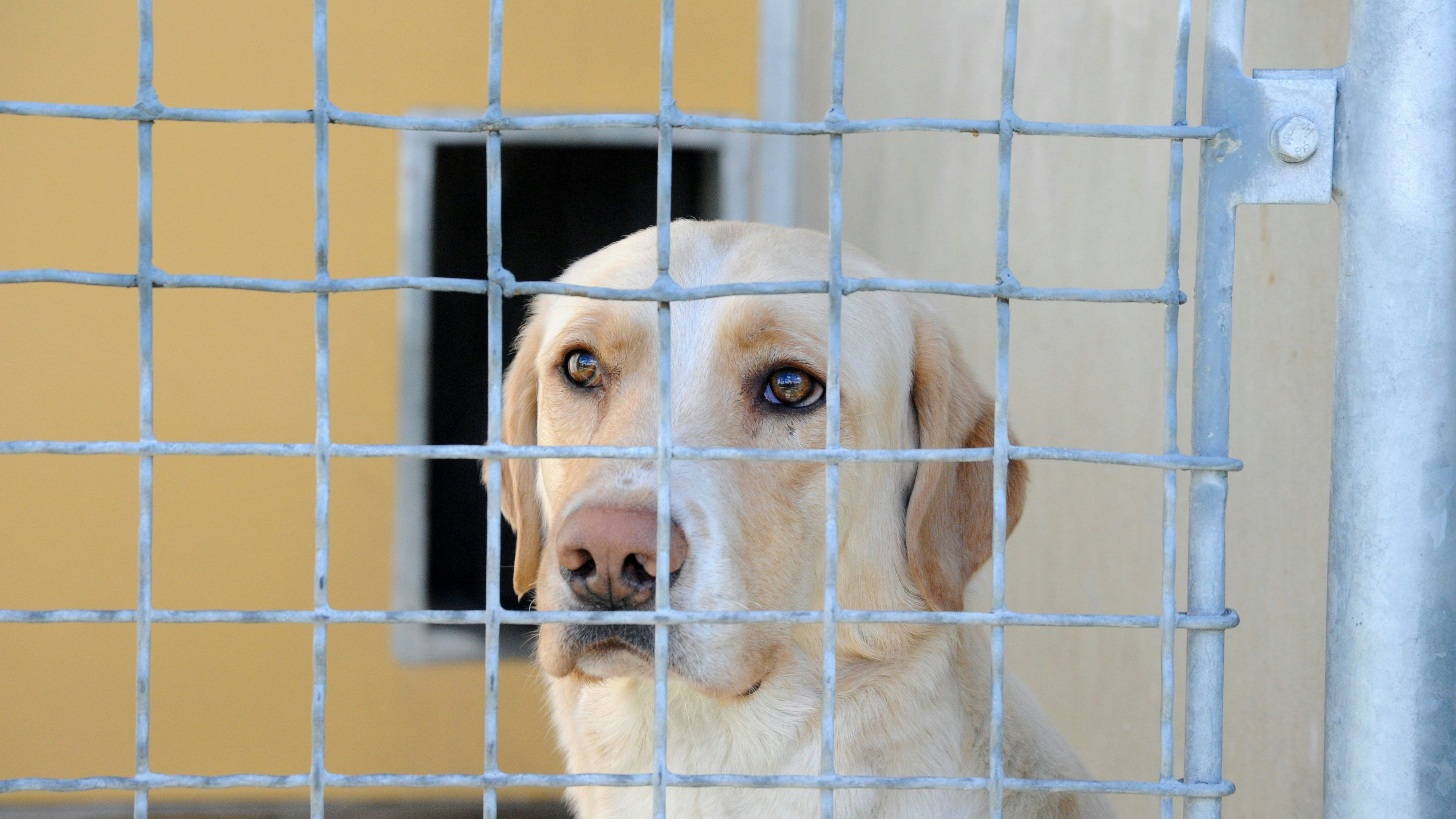 Der Hund oder die Katze unter dem Christbaum? Viele sagen bewußt "nein". 