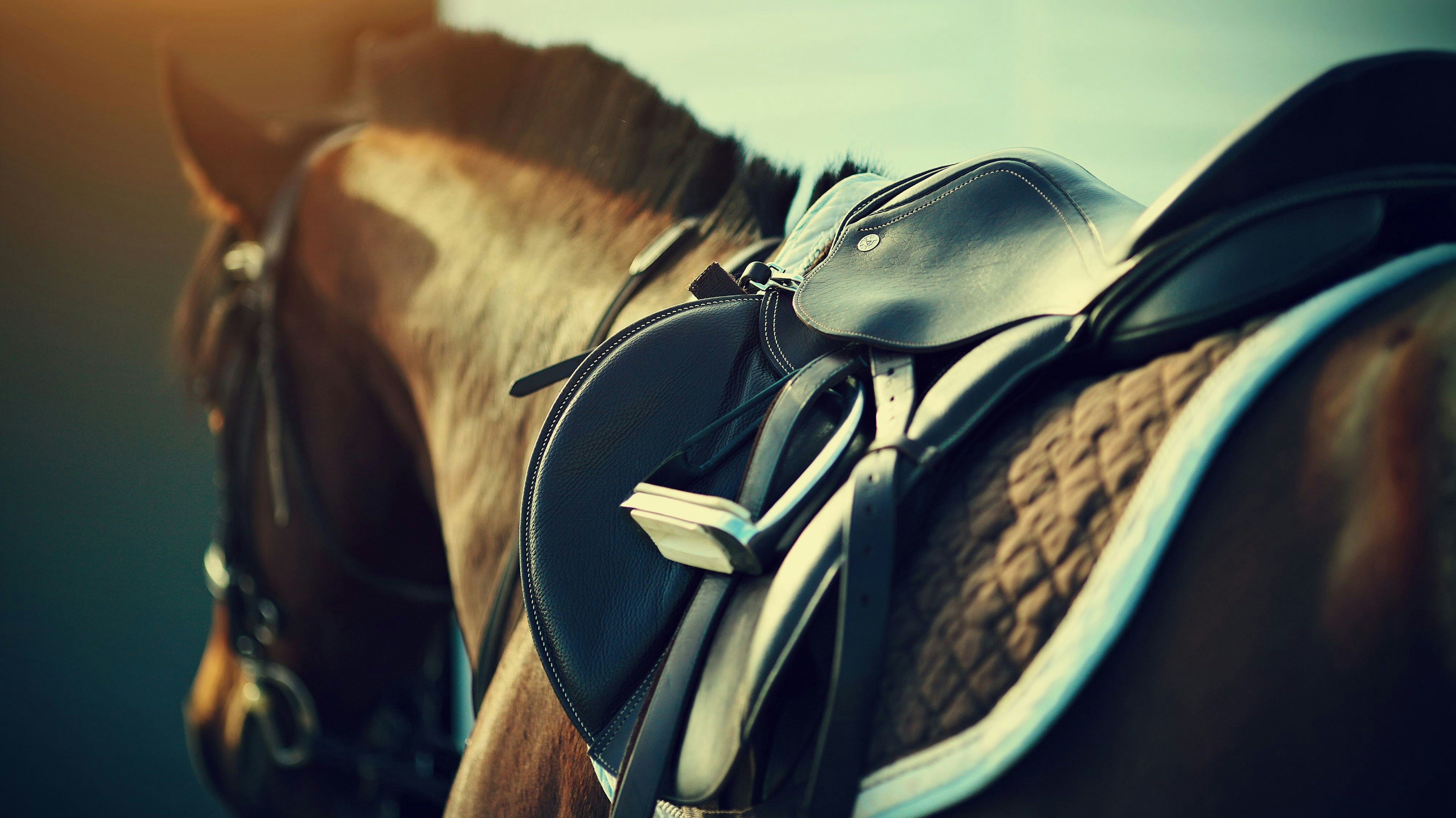 Der 56-jährige Reitlehrer zeigte sich geständig (Symbolbild).