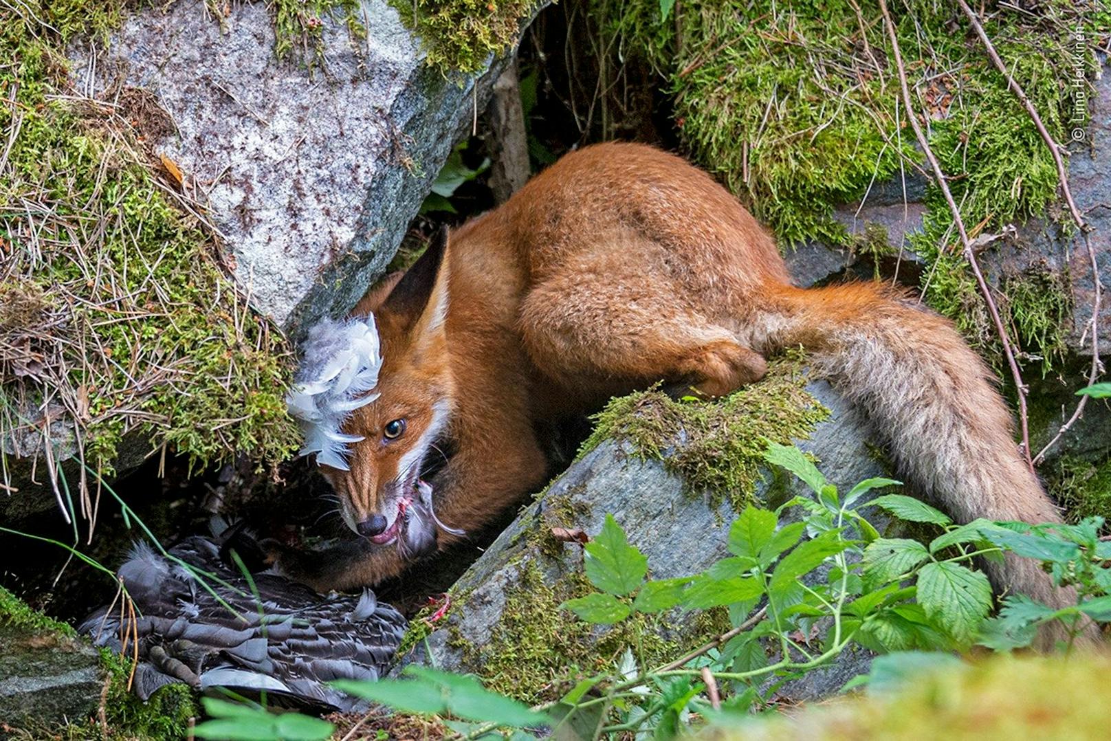 Die 17-jährige Norwegerin Liina Heikkinen darf sich "Young Wildlife Photographer" nennen: Ihr prämiertes Foto <strong>"Der Fuchs, der die Gans gestohlen hat"</strong>&nbsp;zeigt einen Fuchs, der eine Gans zerreißt und seine Beute nicht teilen möchte.<br>