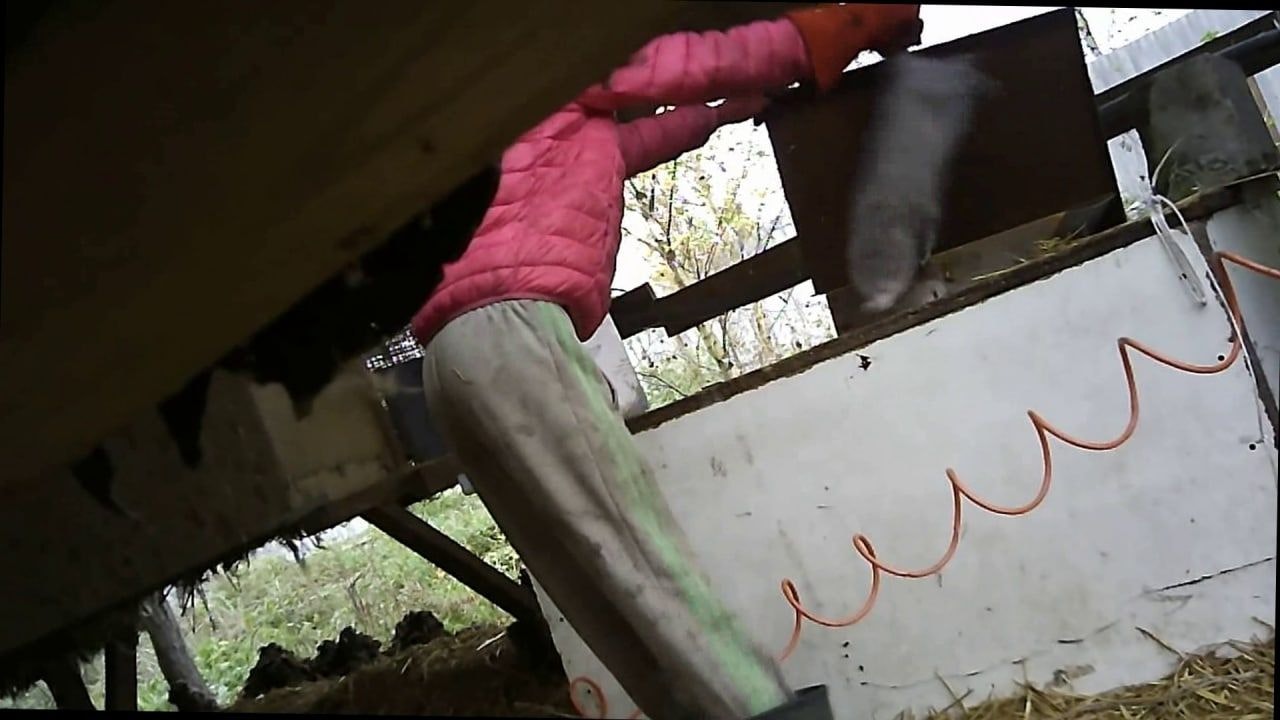 Heute.at - Schockierende Bilder: Undercover-Aufnahmen aus Pelzfarm