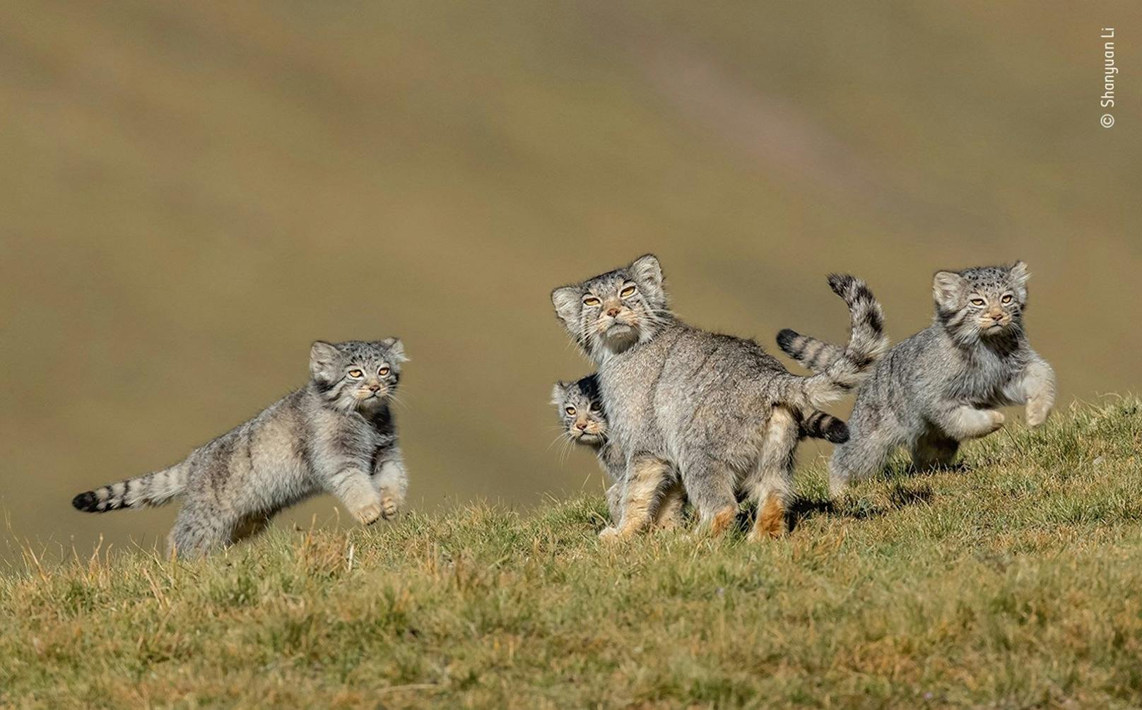 <strong>"Wenn Mutter es sagt, lauft":</strong>&nbsp;Ein Bild einer Familie seltener Pallaskatzen (Manule) in Tibet ist Fotograf Shanyuan Li gelungen.