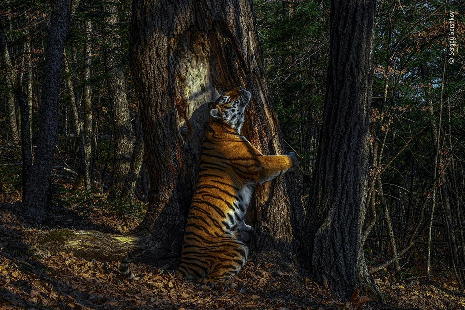Der Russe Sergey Gorshkov ist DER "Wildlife Photographer of the Year 2020". Sein Siegerfoto <strong>"Die Umarmung"</strong> zeigt&nbsp;einen Amur-Tiger, der in einem kargen Wald in Sibirien einen Baum umarmt. Die Tigerart gilt als vom Aussterben bedroht und kommt nur in Sibirien vor. Der Fotograf hatte dem Museum zufolge elf Monate gewartet, um dieses Foto zu schießen. Das Ungewöhnliche daran ist, dass es von einer aufgestellten Kamerafalle stammt.<br>