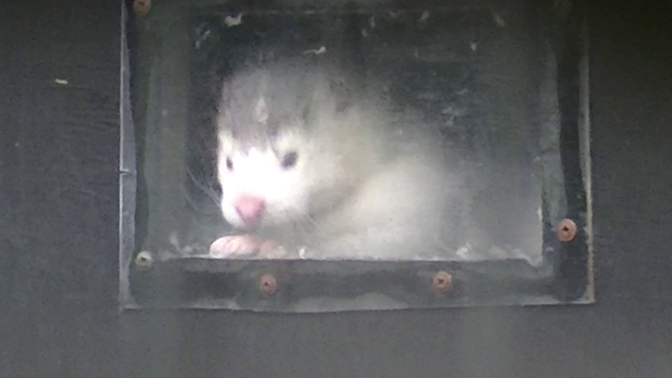 Die Nerze müssen für ihren Pelz jämmerlich leben UND sterben. 