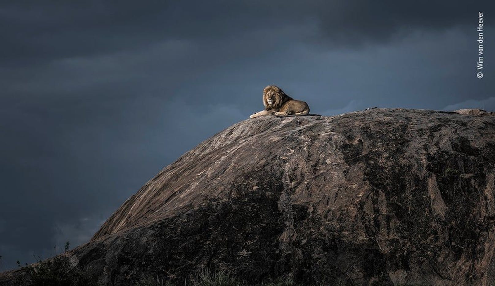 "Lion king" von Wim van den Heever