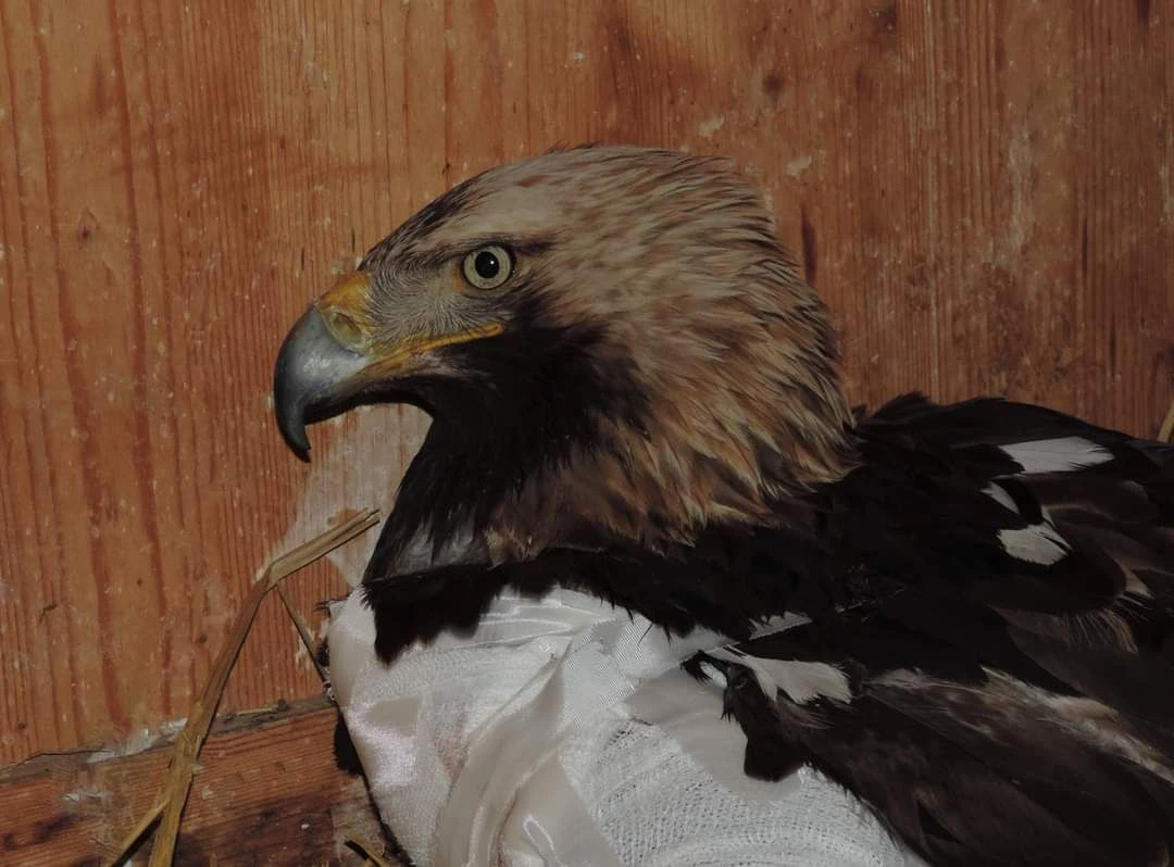 Kaiseradler ist am Weg der Besserung.