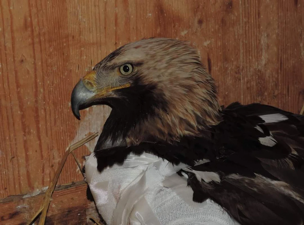Kaiseradler ist am Weg der Besserung.