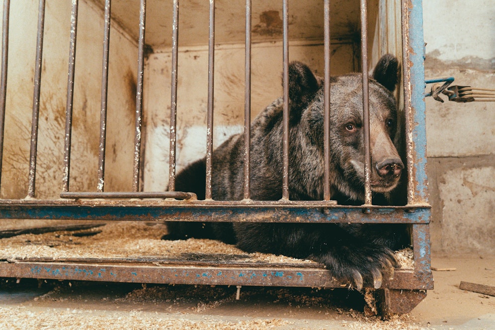 Vom winzigen Käfig in der Ukraine -&nbsp; ins Bärenland der Schweizer Alpen. 