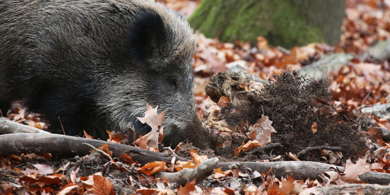 Ein verletztes Wildschwein lief heute früh quer durch Hietzing und musste von der Polizei erschossen werden. 