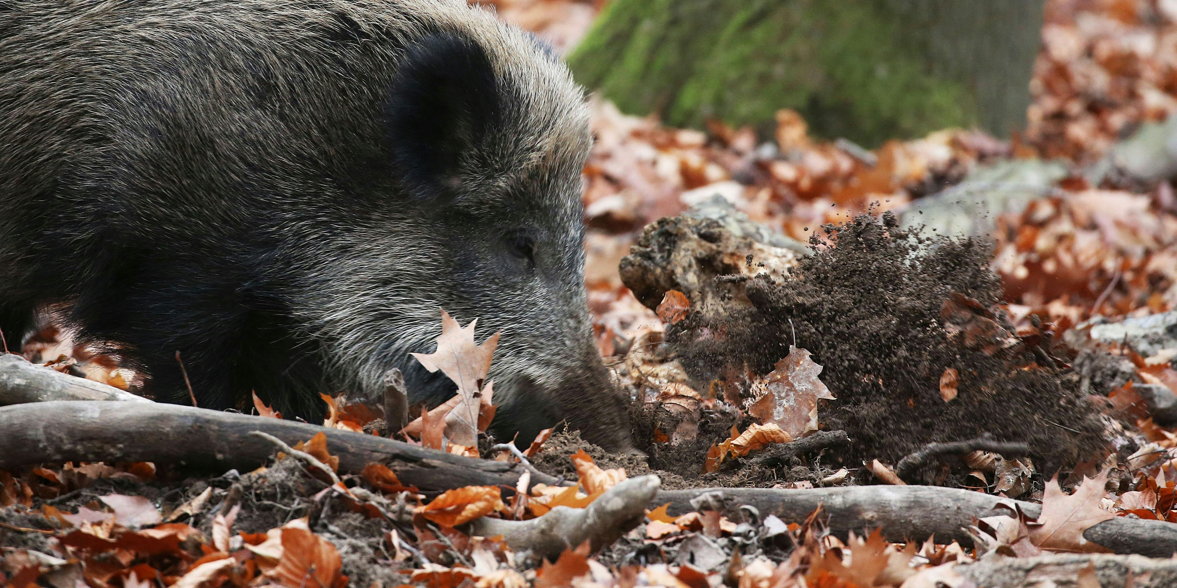 Ein verletztes Wildschwein lief heute früh quer durch Hietzing und musste von der Polizei erschossen werden. 