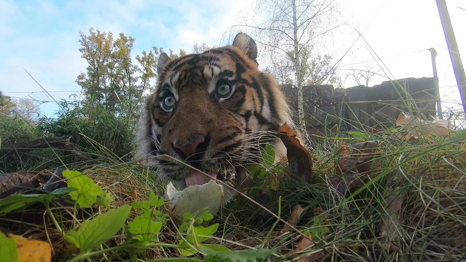 Ein privat gehaltener Tiger in Tschechien wollte sich nicht streicheln lassen. 