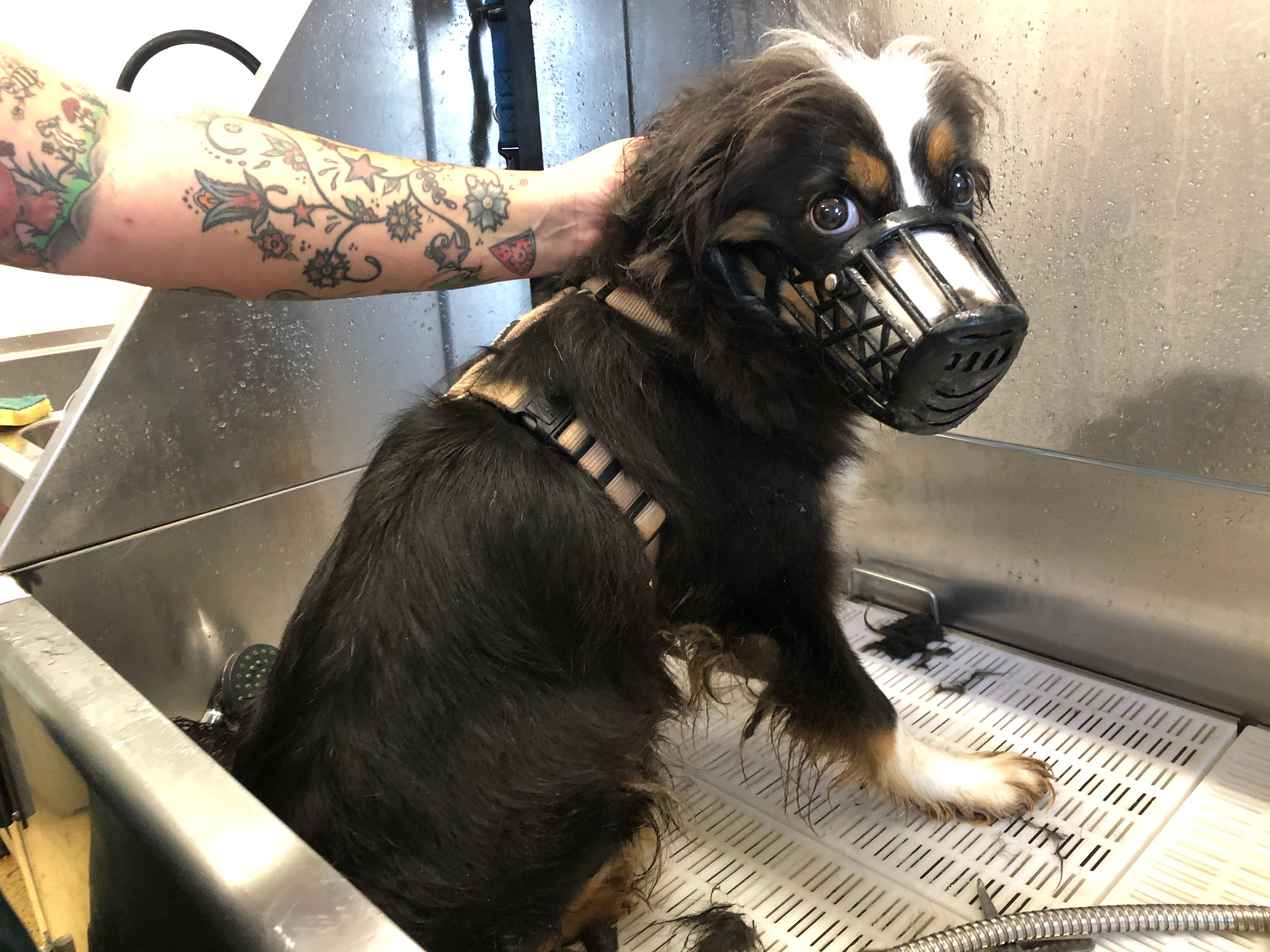 Einer der geretteten Hunde