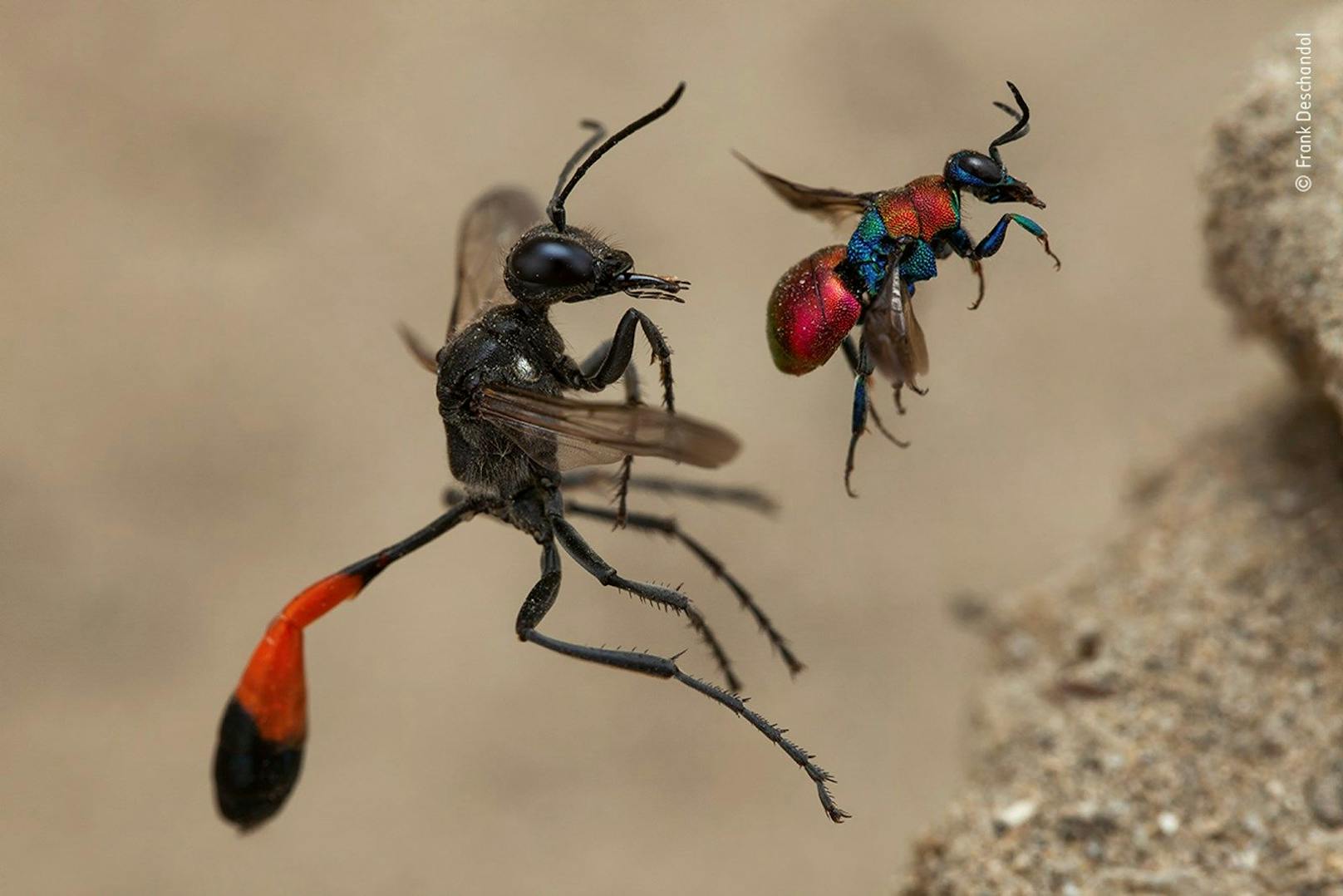 <strong>"Die Geschichte zweier Wespen":</strong>&nbsp;Zwei unterschiedliche Wespenarten fliegen ihr Nestloch an - fotografiert von Frank Deschandol. Die kleinere Kuckuckswespe ist ein Pararsit im Nest der alleine lebenden großen Sandwespe.