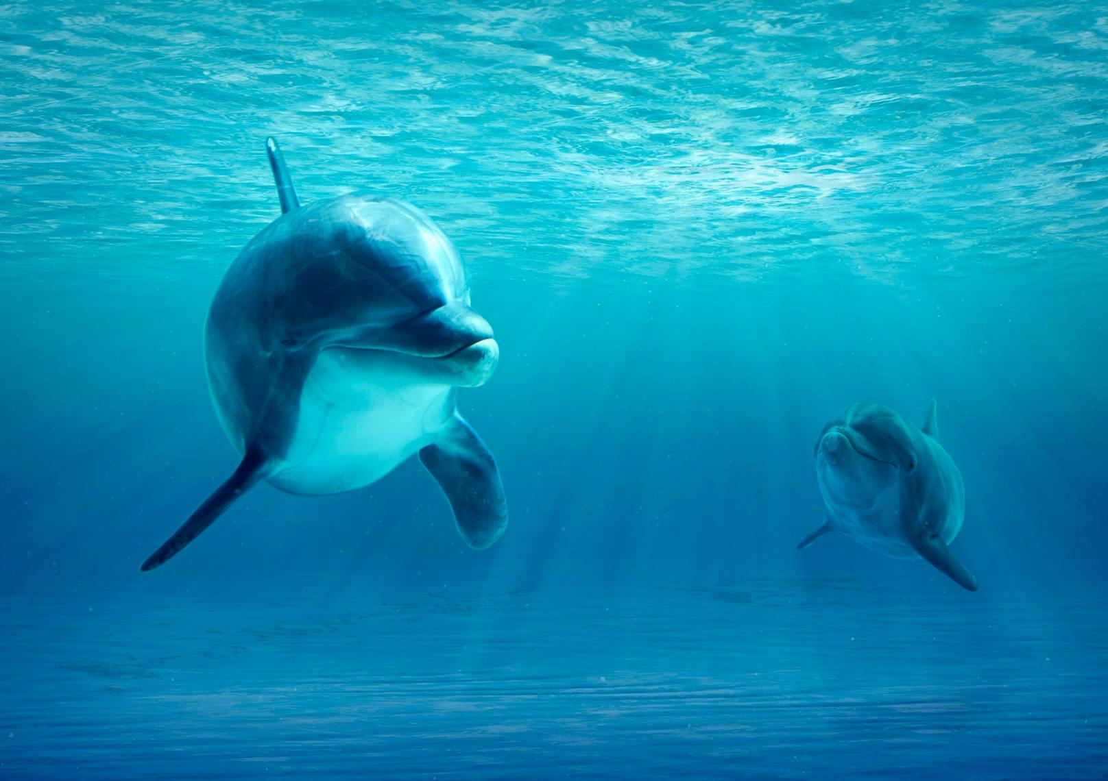Delfine sind glücklicherweise nicht nur gutmütig, sondern auch intelligent. 