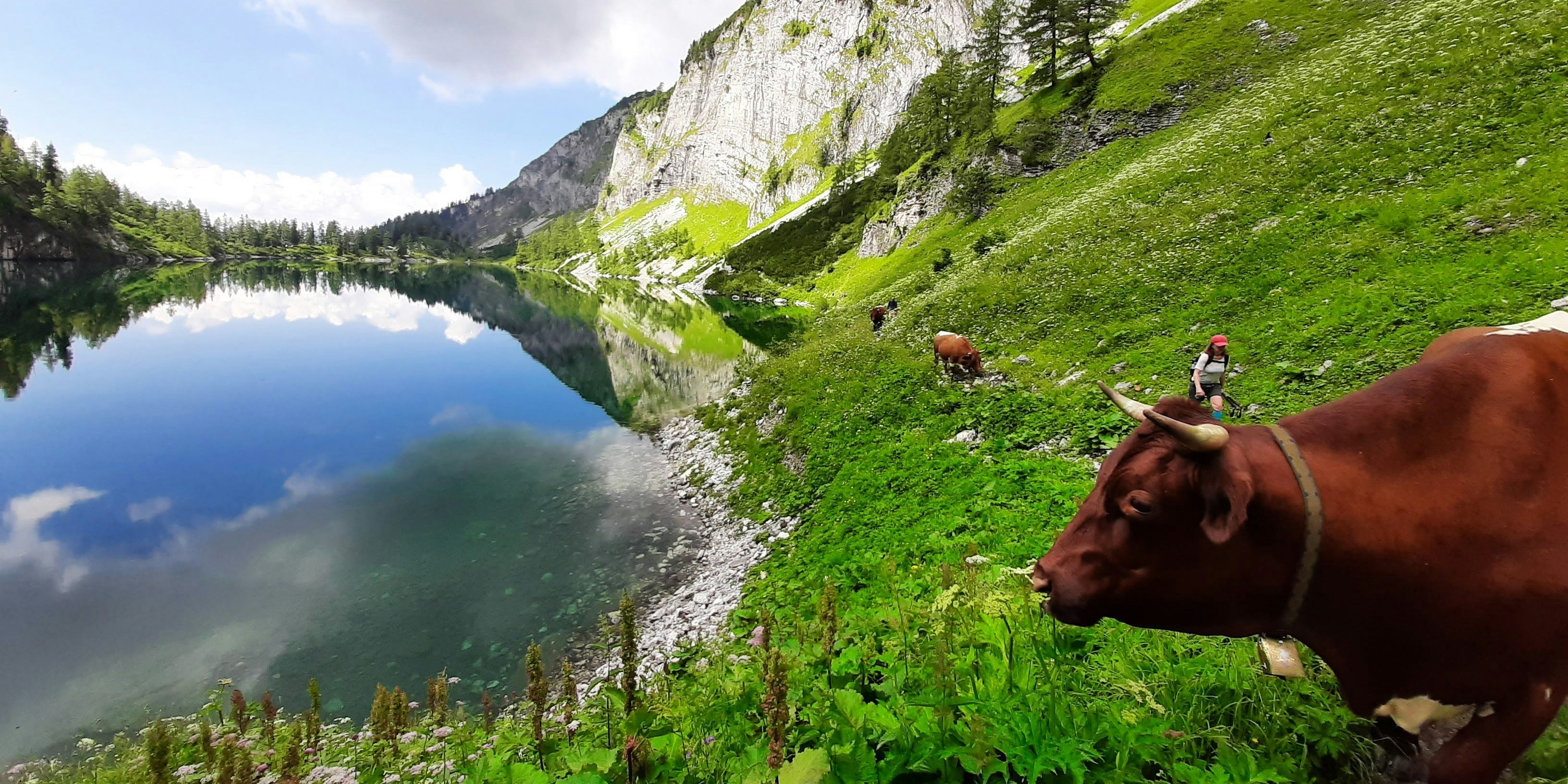 Noch gibt es 27 viehhaltende Betriebe in Grundlsee. Halb so viele wie noch 1995