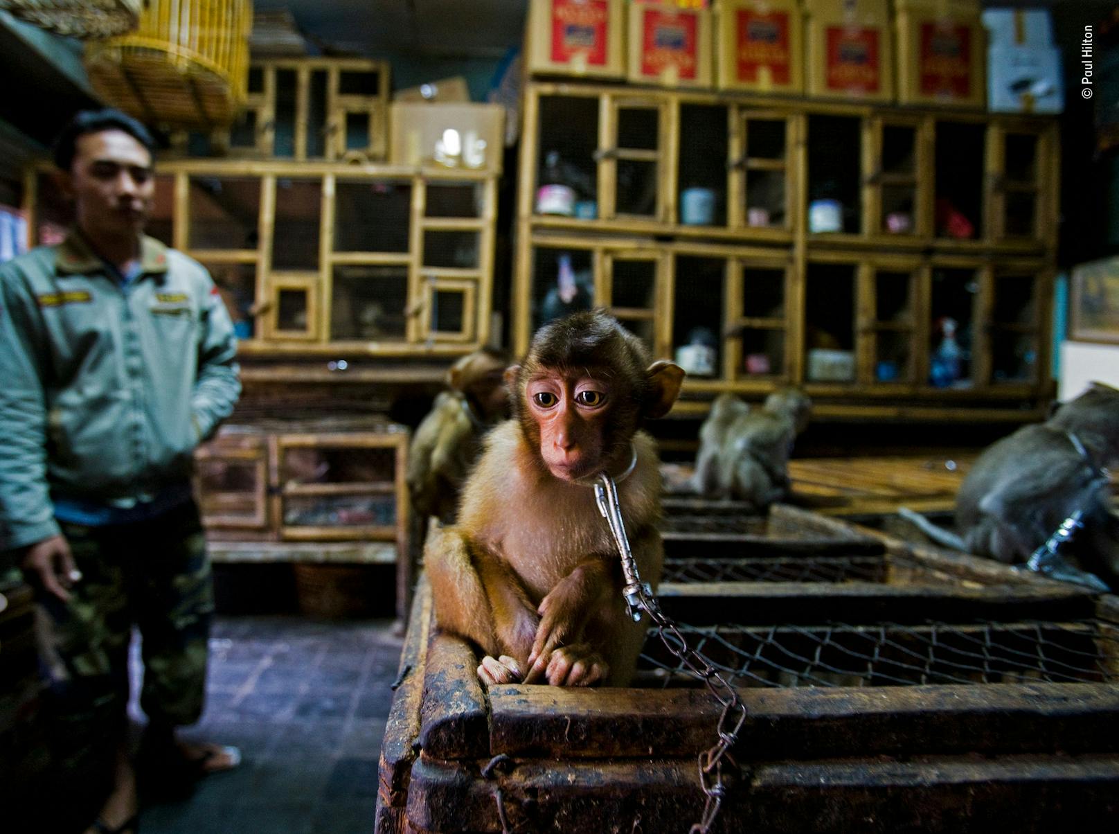 <strong>"Backroom Business": </strong>Paul Hilton fand den junge Makaken an einen Käfig gekettet auf einem indonesischen Tiermarkt. Er durfte das Tier nur fotografieren, weil er den Händler im Glauben ließ, an einem Kauf interessiert zu sein.