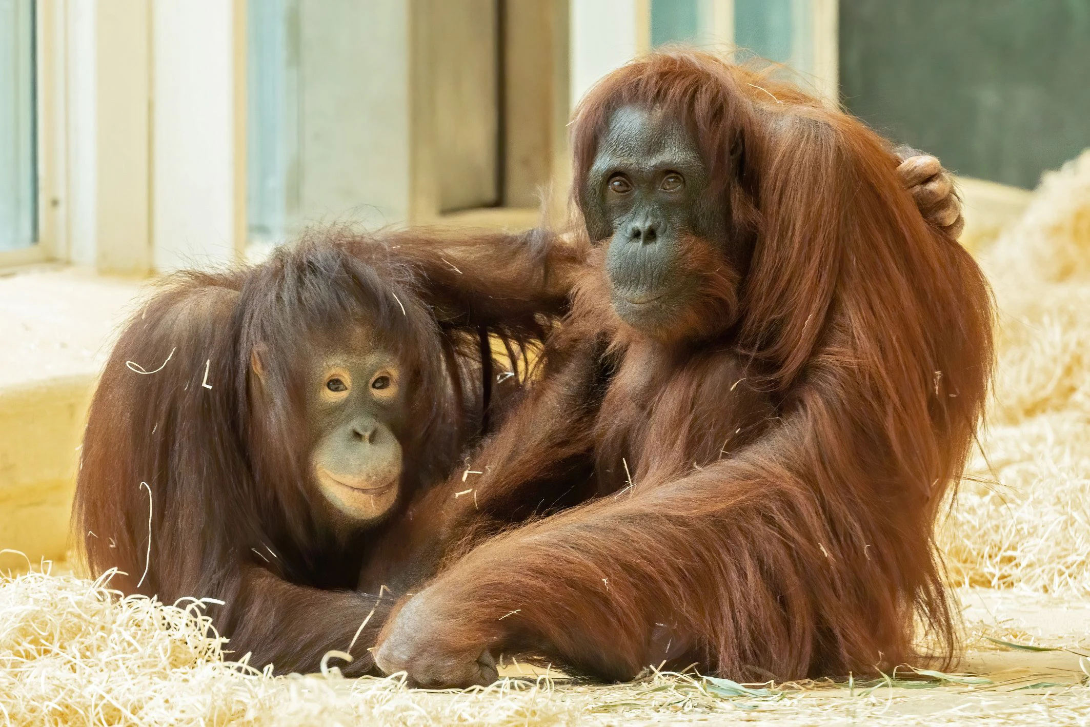 Orang-Utan Mädchen "Sari" hat sich schon sehr gut eingelebt. 
