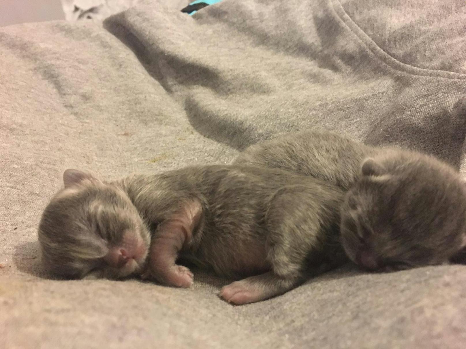 Nur 25 Gramm schwer, kamen die - wortwörtlich - kleinen Mäuse zur Welt. 