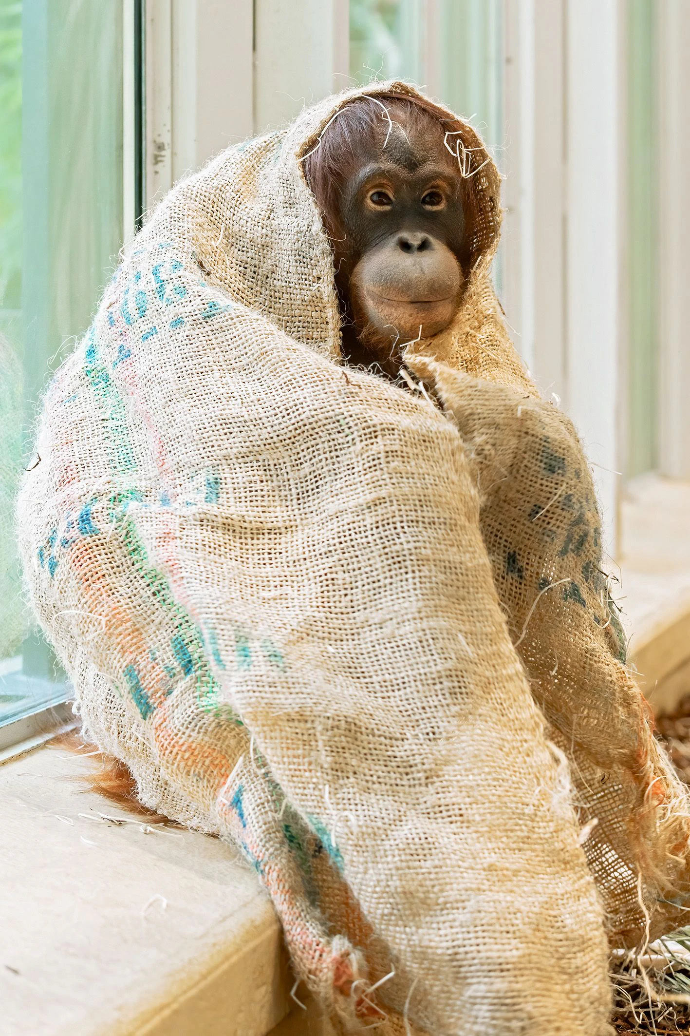 "Sari" ist laut den Tierpflegern eine kleine Ulknudel. 